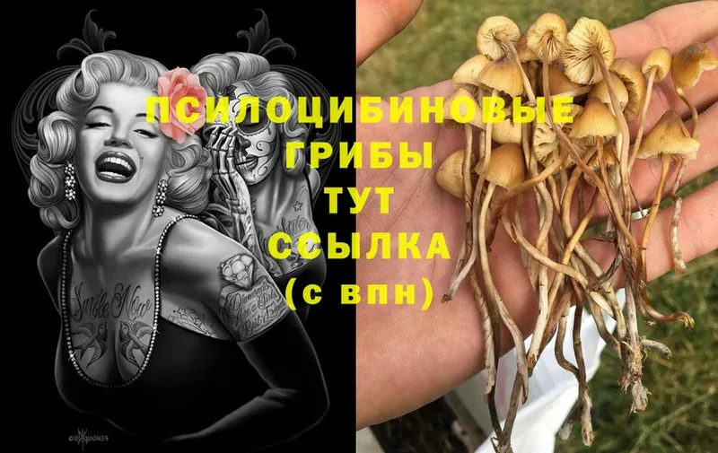 Галлюциногенные грибы Cubensis  Майский 